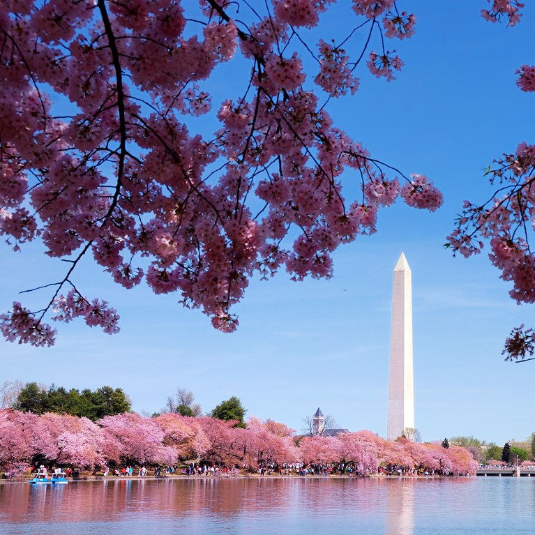 washington_monument_cherry_blossoms